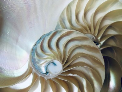 The inside of a shell showing the spiral