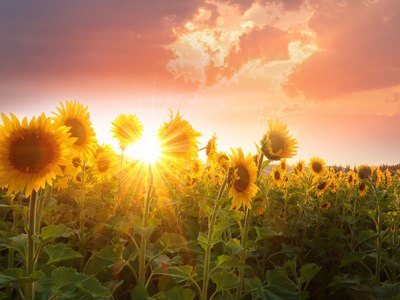 Sunlight through a field of sunflowers