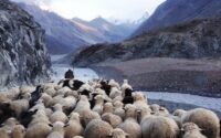 Sheep following a shepherd in the mountains