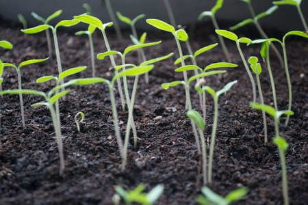 Sprouts in rich soil