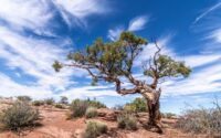 Juniper tree under a blue sky