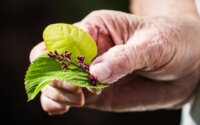 Elderly hands pinching two leaves and a sprig of berries.