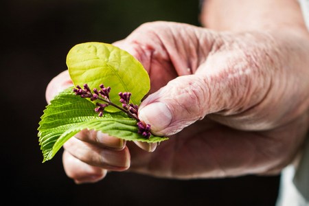 Elderly hands pinching two leaves and a sprig of berries.