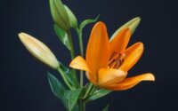 An orange tiger lily flower stem on a black background.
