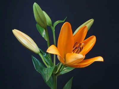 An orange tiger lily flower stem on a black background.