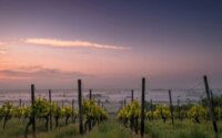 A vineyard in dusk or daylight hours with the ocean in the background.