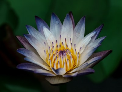 A beautiful purple flower on a green background.